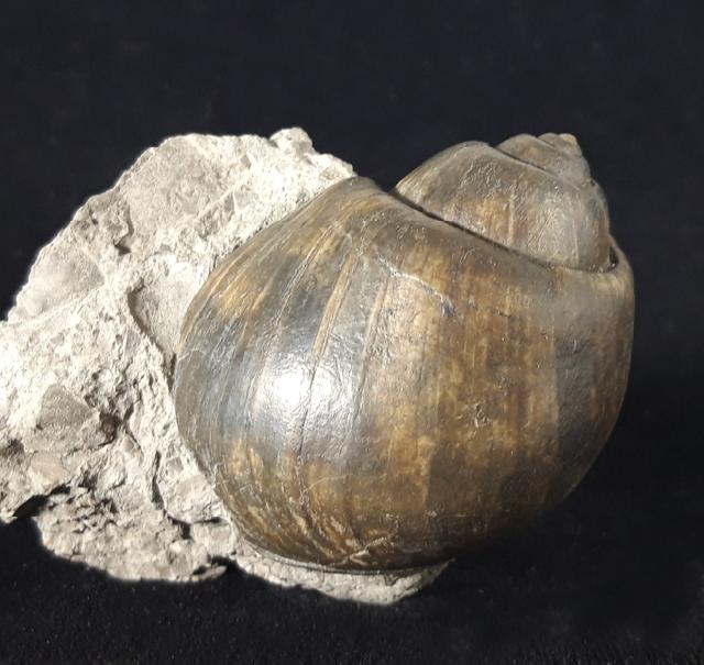 Ampullina sp. (FRUSSAC 1822) - Bild © FossNet FossilienStore
